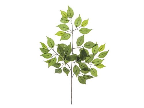 RAMO FICUS 42 FOGLIE CM56 VERDE