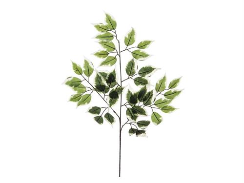 RAMO FICUS 42 FOGLIE CM56 VARIEGATO