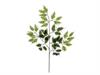 RAMO FICUS 42 FOGLIE CM56 VARIEGATO