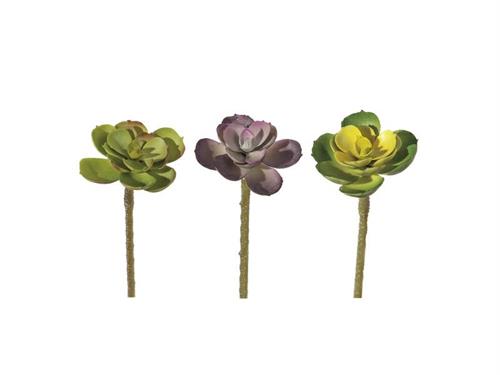 SUCCULENTA MINI CM8 ASS