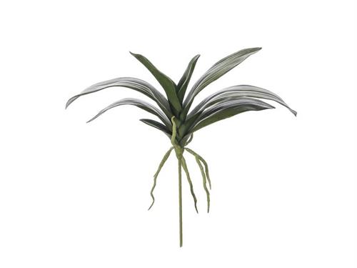 BUSH FOGLIE PHALAENOPSIS C/RADICI CM39 VERDE