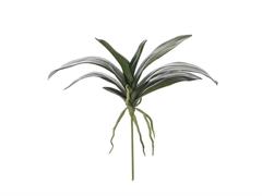 BUSH FOGLIE PHALAENOPSIS C/RADICI CM39 VERDE