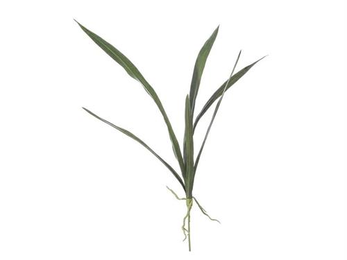 BUSH FOGLIE CYMBIDIUM C/RADICI CM80 VERDE