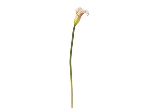 CALLA CM72 ROSA