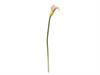 CALLA CM72 ROSA