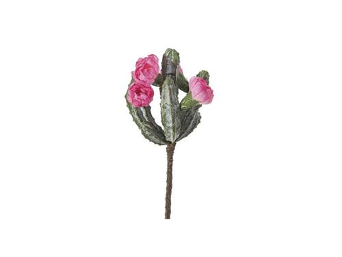PIANTINA CACTUS FIORITO CM22 ROSA