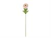 ZINNIA CM64 ROSA