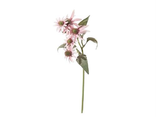 ECHINACEA CM50 ROSA