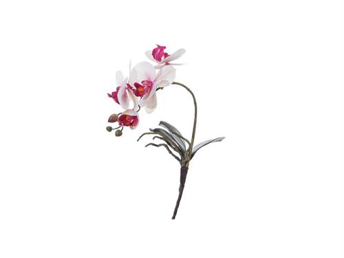 PIANTINA PHALAENOPSIS REAL TOUCH C/FOGLIE CM41 BIANCO-ROSA