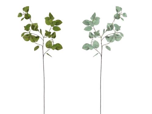 RAMO EUCALIPTUS S. DOLLAR CM97 ASS VERDE