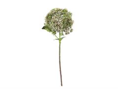 BACCHE DI ORTENSIA CM56 ROSA