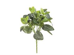 BUSH FITTONIA CM35 VARIEGATO