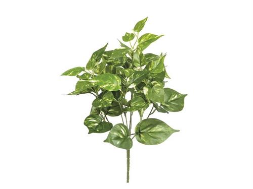 BUSH AUCUBA CM40 VARIEGATO