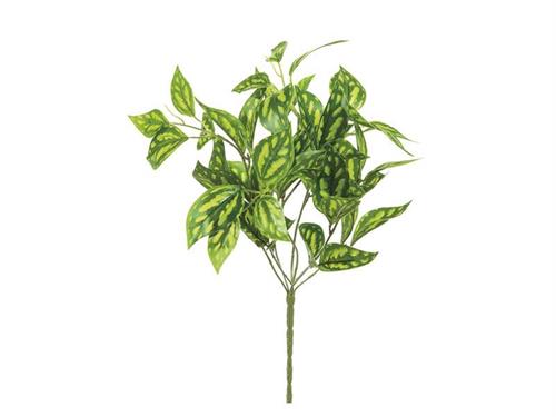 BUSH COLEUS CM45 VARIEGATO