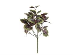 BUSH COLEUS CM40 VERDE-ROSSO