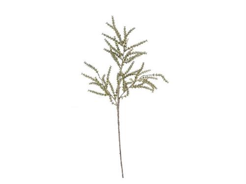 RAMO GRAMINACEA DRIED CM75 VERDE