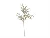 RAMO GRAMINACEA DRIED CM75 VERDE