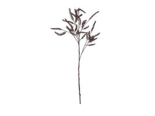 RAMO SETARIA DRIED CM107 MARRONE