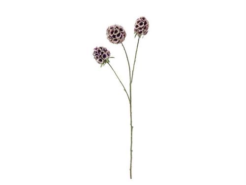SCABIOSA STELLATA X3 CM71 ROSA