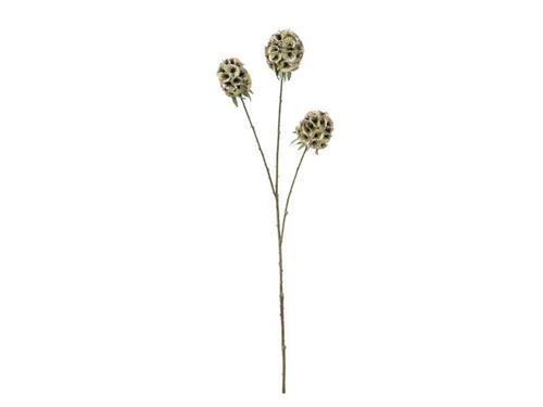SCABIOSA STELLATA X3 CM71 VERDE