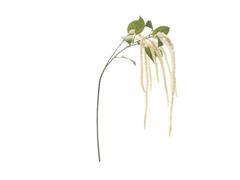 AMARANTHUS CAUDATUS CM134 BIANCO