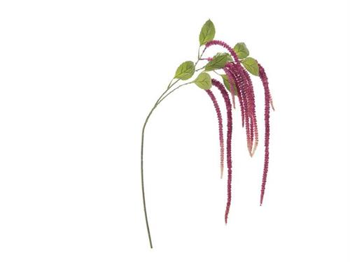 AMARANTHUS CAUDATUS CM134 FUXIA