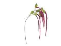 AMARANTHUS CAUDATUS CM134 FUXIA