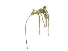 AMARANTHUS CAUDATUS CM134 VERDE