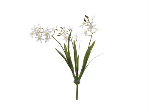 PIANTA ORCHIDEA VANDA X3 C/FOGLIE CM49 BIANCO