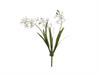 PIANTA ORCHIDEA VANDA X3 C/FOGLIE CM49 BIANCO