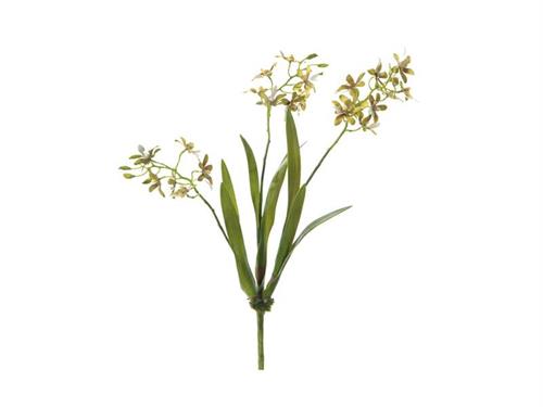 PIANTA ORCHIDEA VANDA X3 C/FOGLIE CM49 VERDE/ROSA