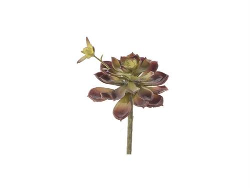 PIANTA GRASSA SUCCULENTA CM16 BORDEAUX/VERDE