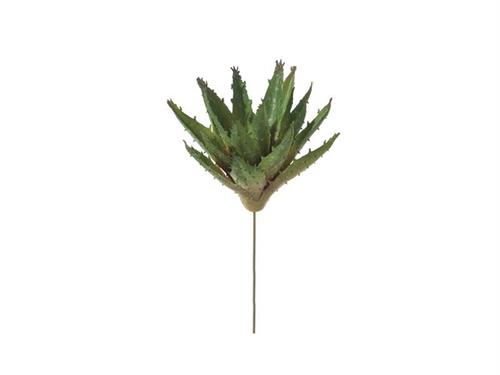 PIANTA GRASSA ALOE CM17 VERDE