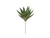 PIANTA GRASSA ALOE CM17 VERDE