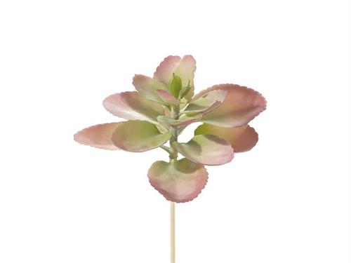 PIANTA GRASSA SUCCULENTA CM19 PURPLE/VERDE