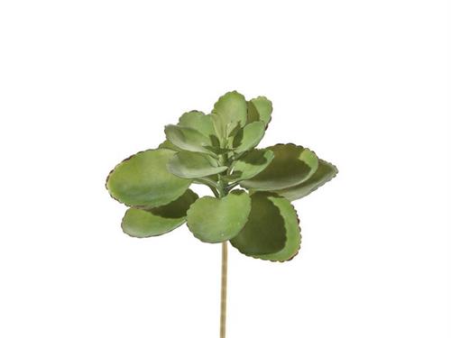 PIANTA GRASSA SUCCULENTA CM19 VERDE