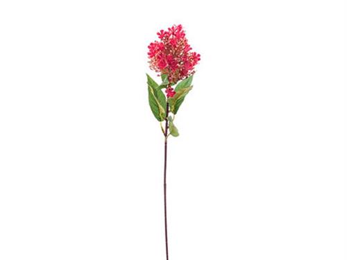 RAMO SKIMMIA FIORITA CM50 FUXIA