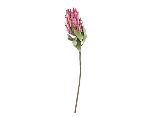 PROTEA CM60 FUXIA