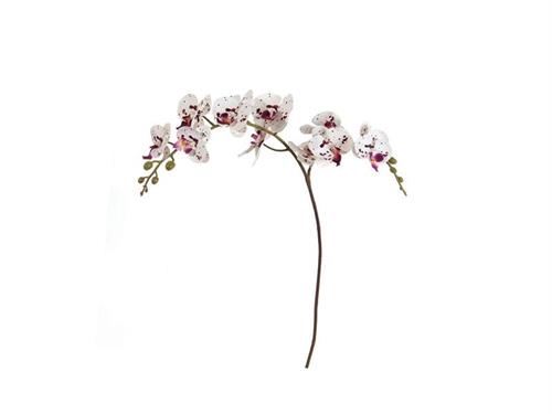 PHALAENOPSIS RAMIFICATO BIG X12 CM96 BIANCO/BORDEAUX