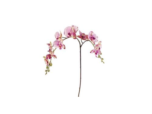 PHALAENOPSIS RAMIFICATO BIG X12 CM96 ROSA/VERDE