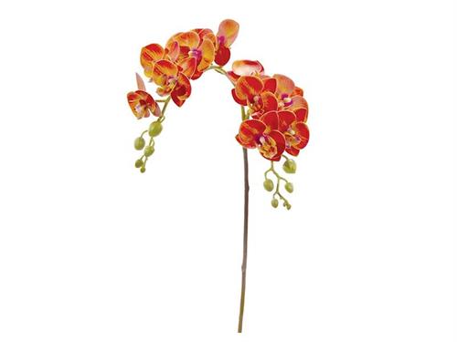 PHALAENOPSIS RAMIFICATO X12 CM62 ARANCIO