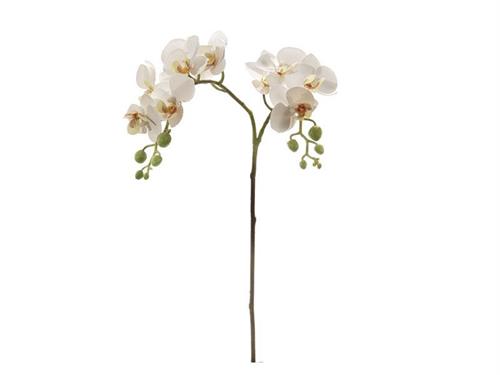 PHALAENOPSIS RAMIFICATO X12 CM62 BIANCO