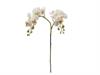 PHALAENOPSIS RAMIFICATO X12 CM62 BIANCO