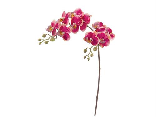 PHALAENOPSIS RAMIFICATO X12 CM62 FUXIA