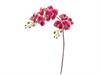 PHALAENOPSIS RAMIFICATO X12 CM62 FUXIA