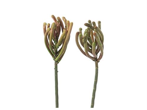 PIANTA GRASSA CM13 ASS