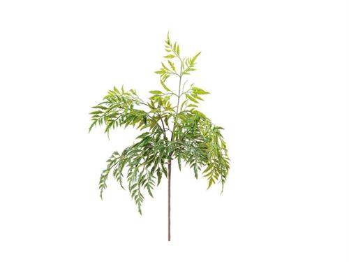 BUSH POLYSCIAS CM40 VERDE