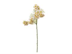 ASTER CM65 BIANCO ROSA