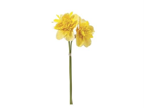 NARCISO X3 CM37 GIALLO