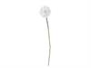 DANDELION CM65 BIANCO